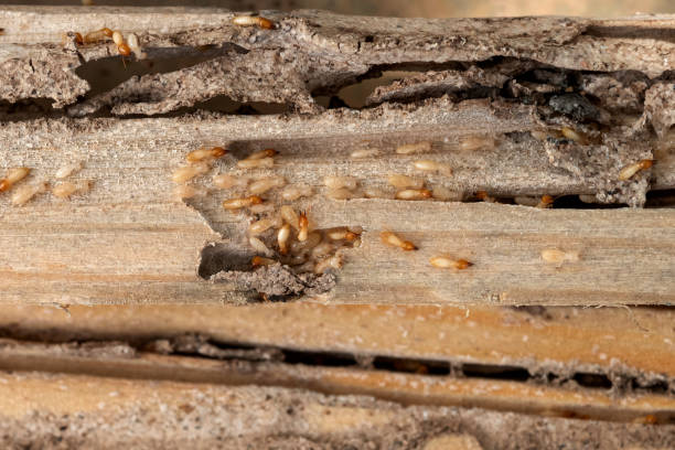 Best Mosquito Control Services  in Lake Ssota, WI
